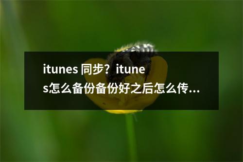 itunes 同步？itunes怎么备份备份好之后怎么传到新手机