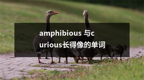 amphibious 与curious长得像的单词