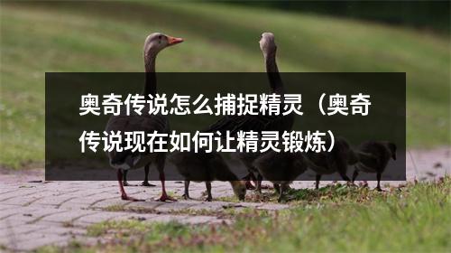 奥奇传说怎么捕捉精灵（奥奇传说现在如何让精灵锻炼）